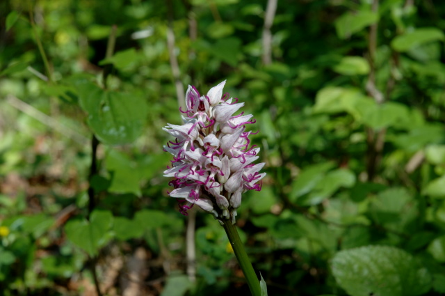 Orchis simia